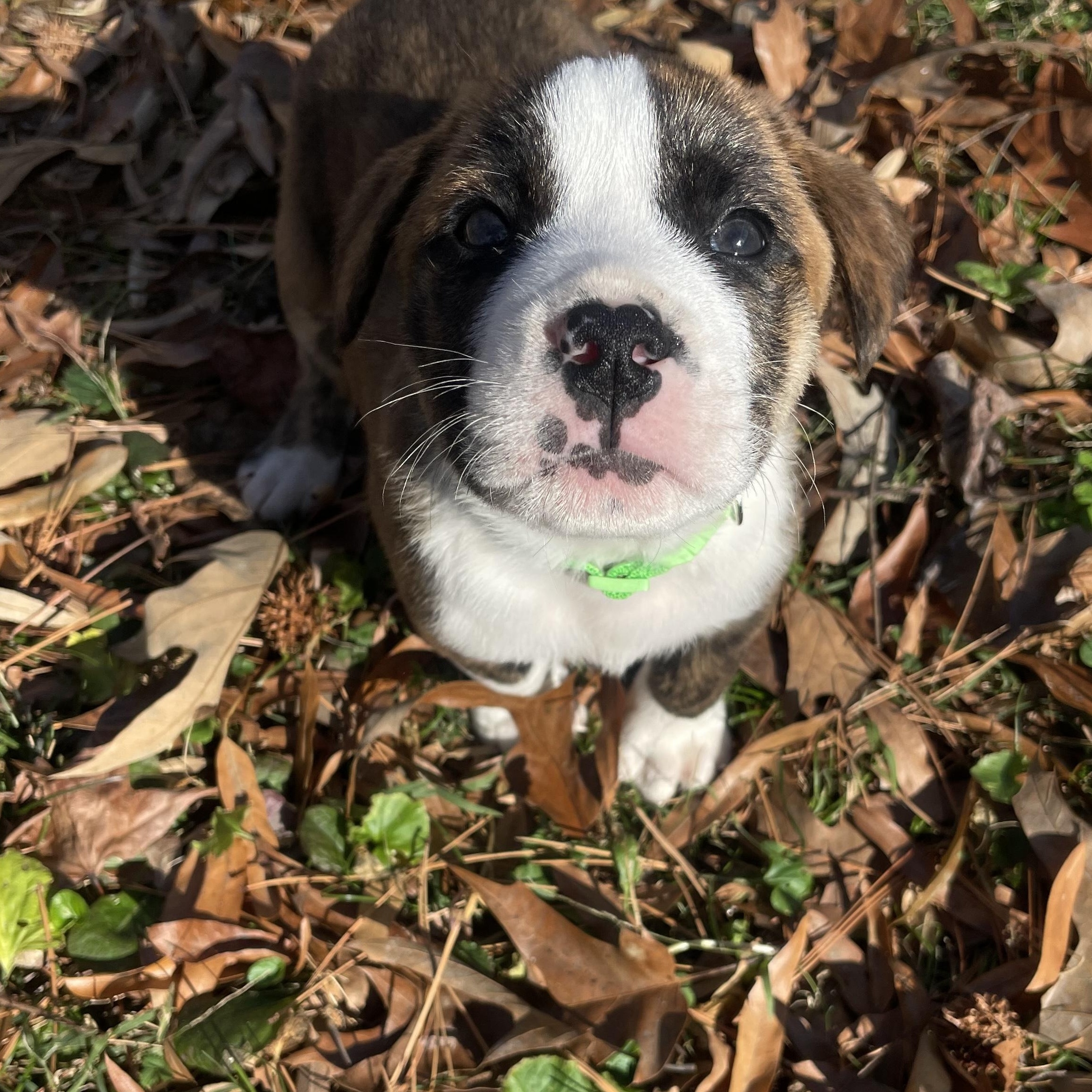 Howard, Adoptable, Puppy Male Mixed Breed.
