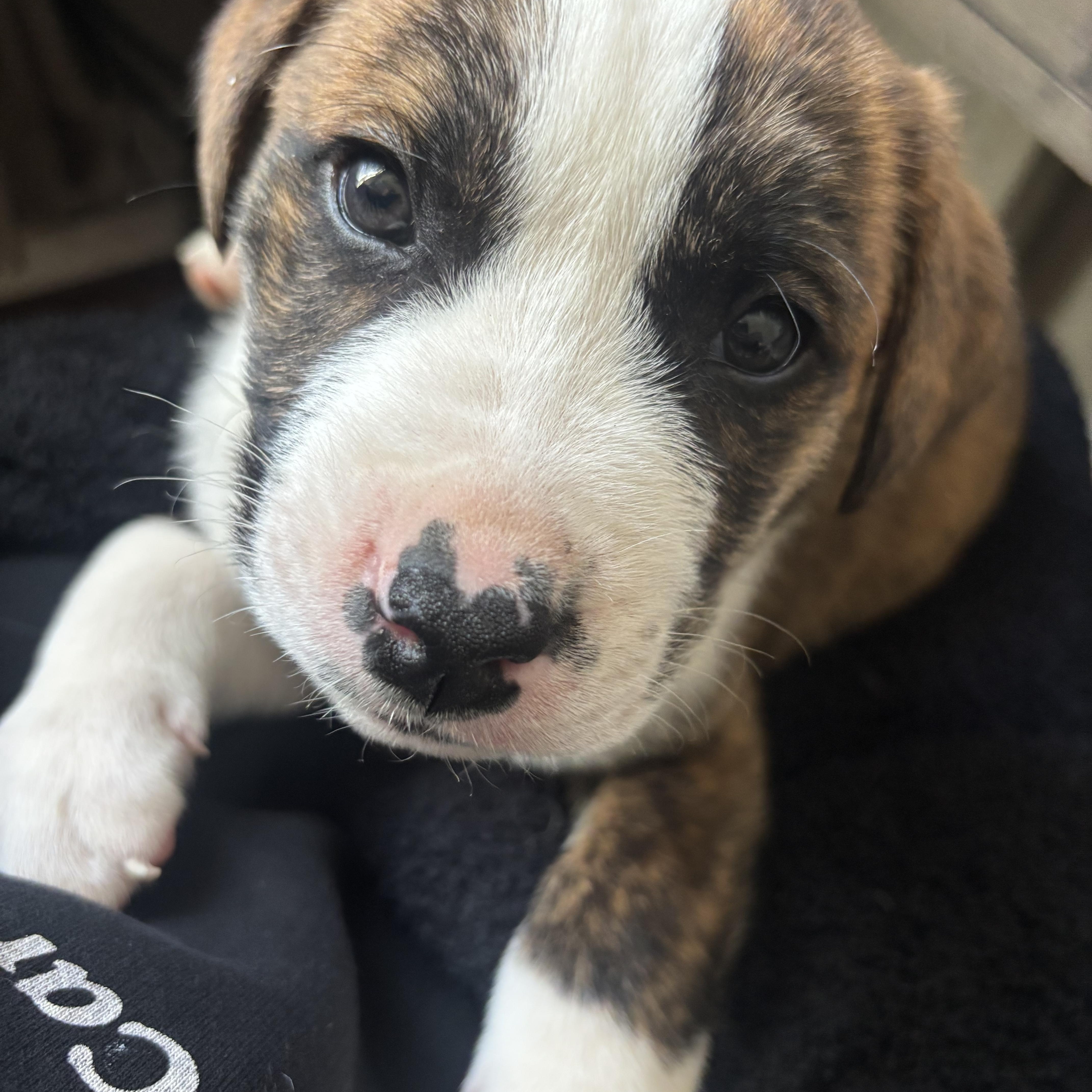 Enlarge Howard, a Adoptable Mixed Breed in Charlotte, NC image 5/5