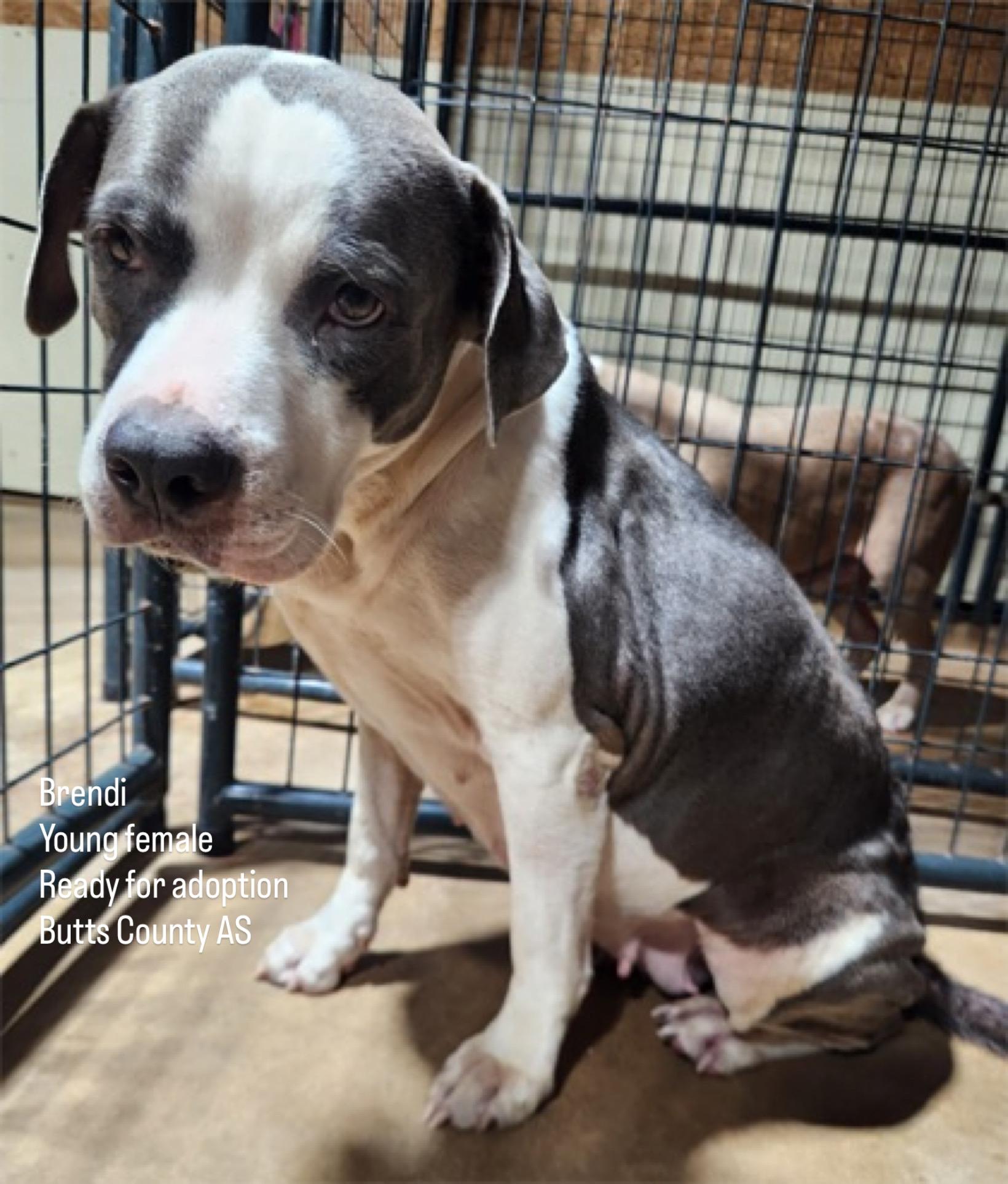 Brendi, Adoptable, Young Female Mixed Breed.