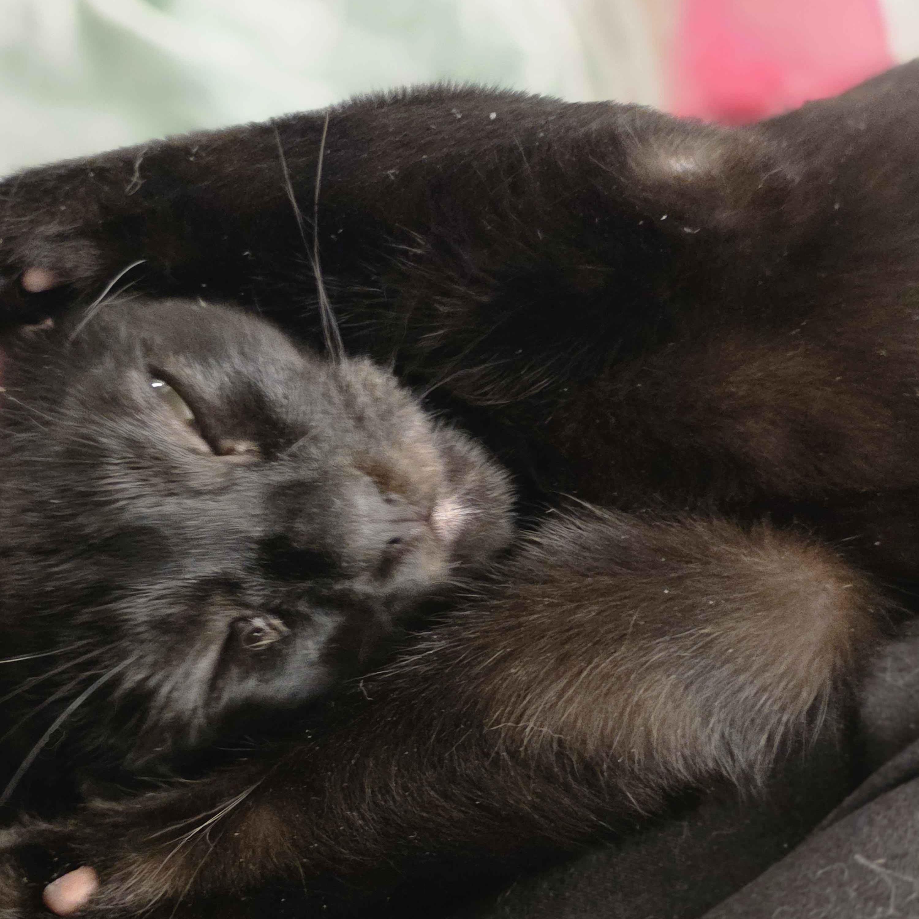 Enlarge Zorro, a ADOPTABLE Domestic Short Hair in Piscataway, NJ image 3/4