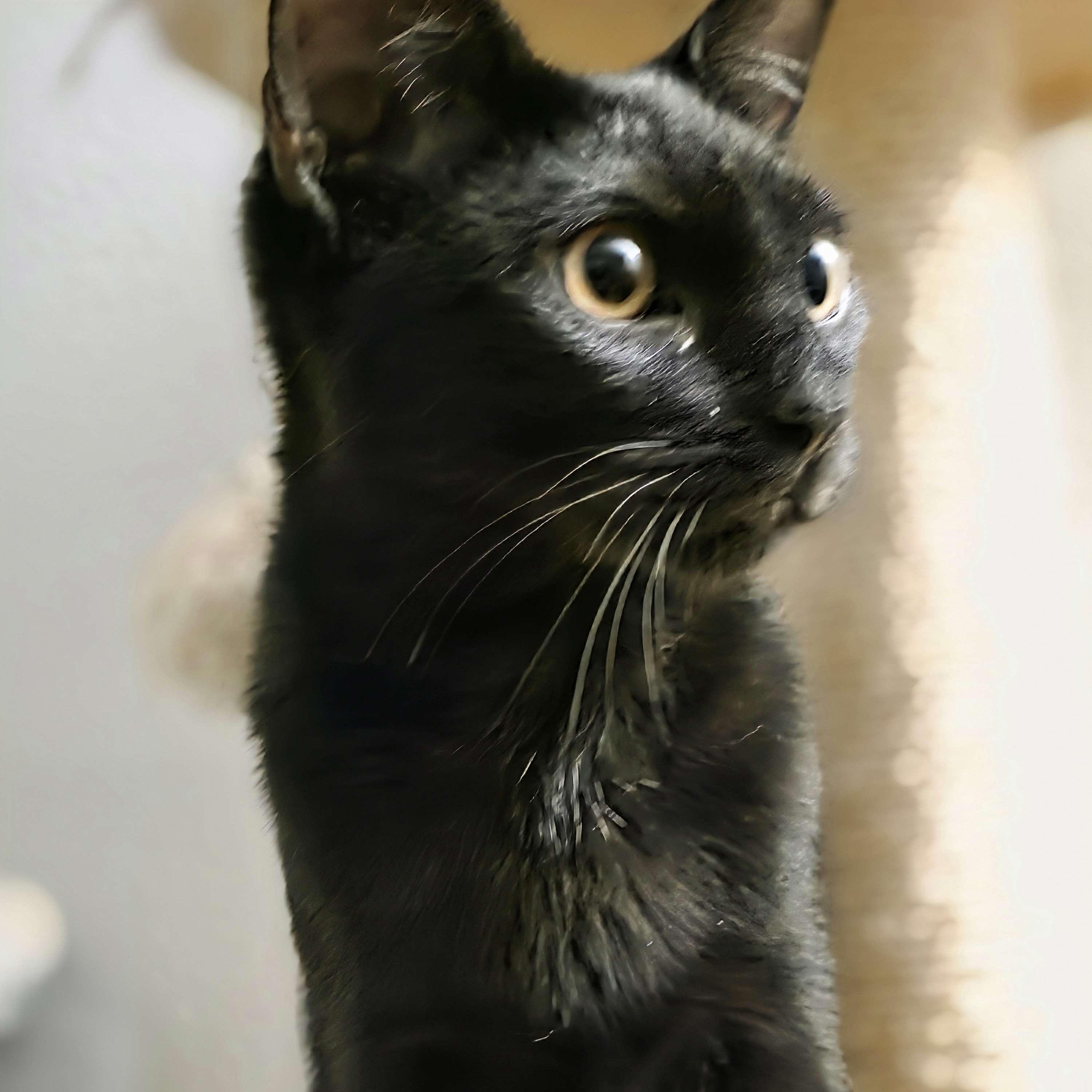 Enlarge Zorro, a ADOPTABLE Domestic Short Hair in Piscataway, NJ image 1/4