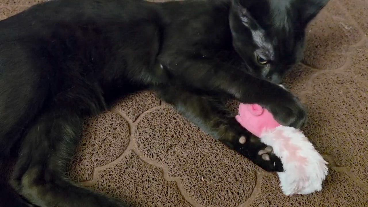Enlarge Zorro, a ADOPTABLE Domestic Short Hair in Piscataway, NJ video 4/4