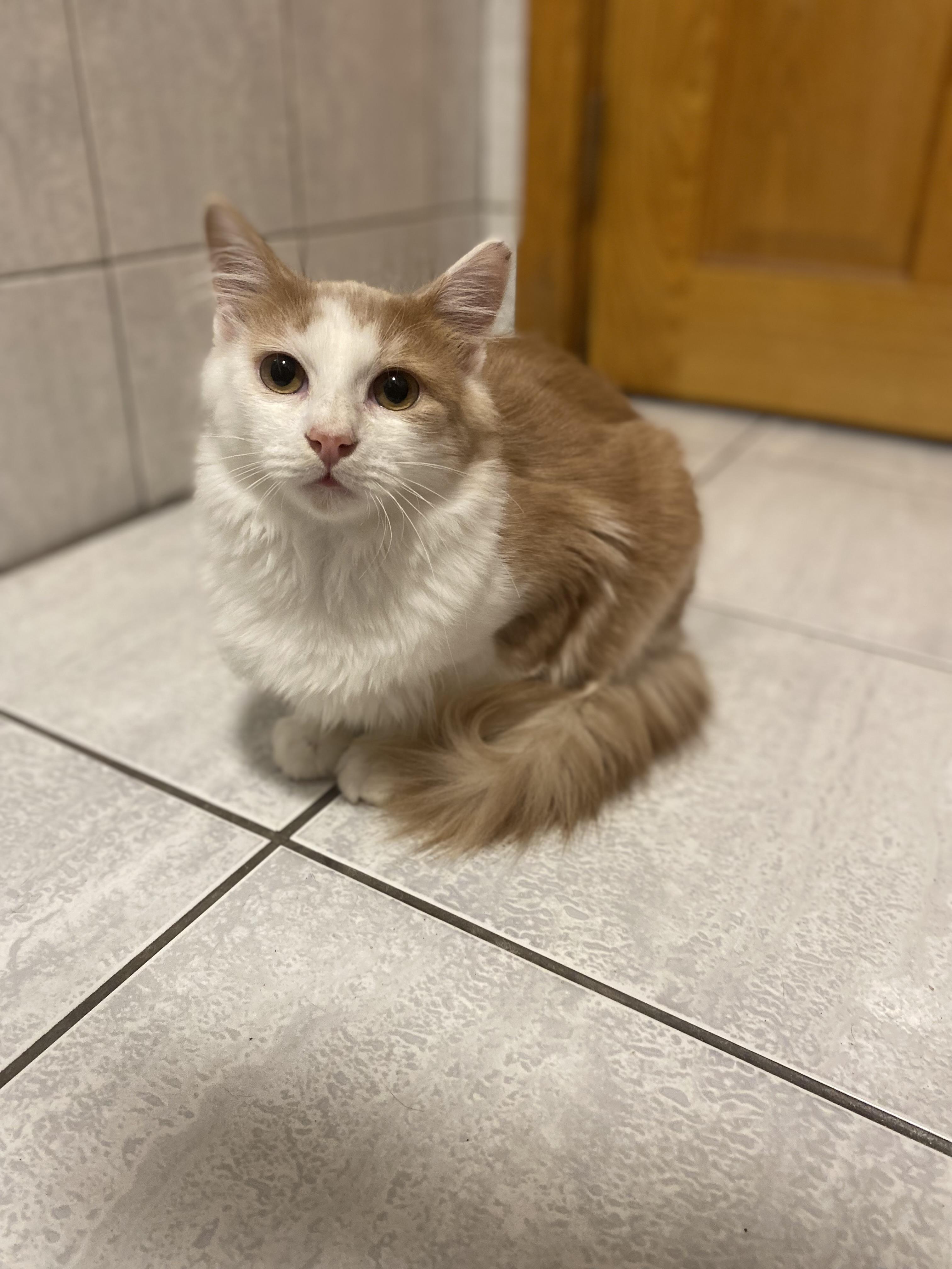 Enlarge Oliver, a Adoptable Domestic Medium Hair in Naperville, IL image 5/6