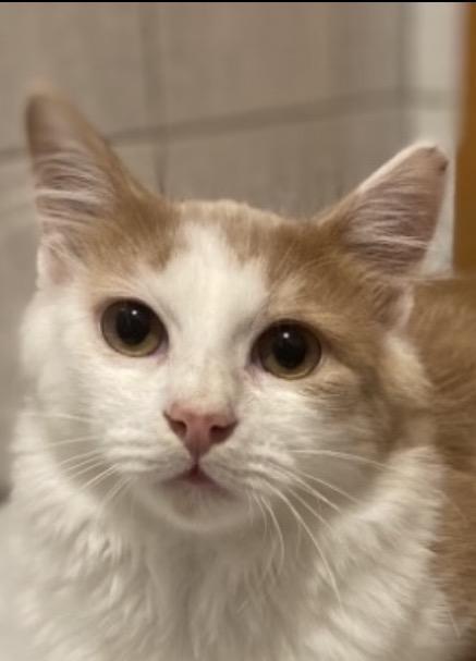 Enlarge Oliver, a Adoptable Domestic Medium Hair in Naperville, IL image 1/6