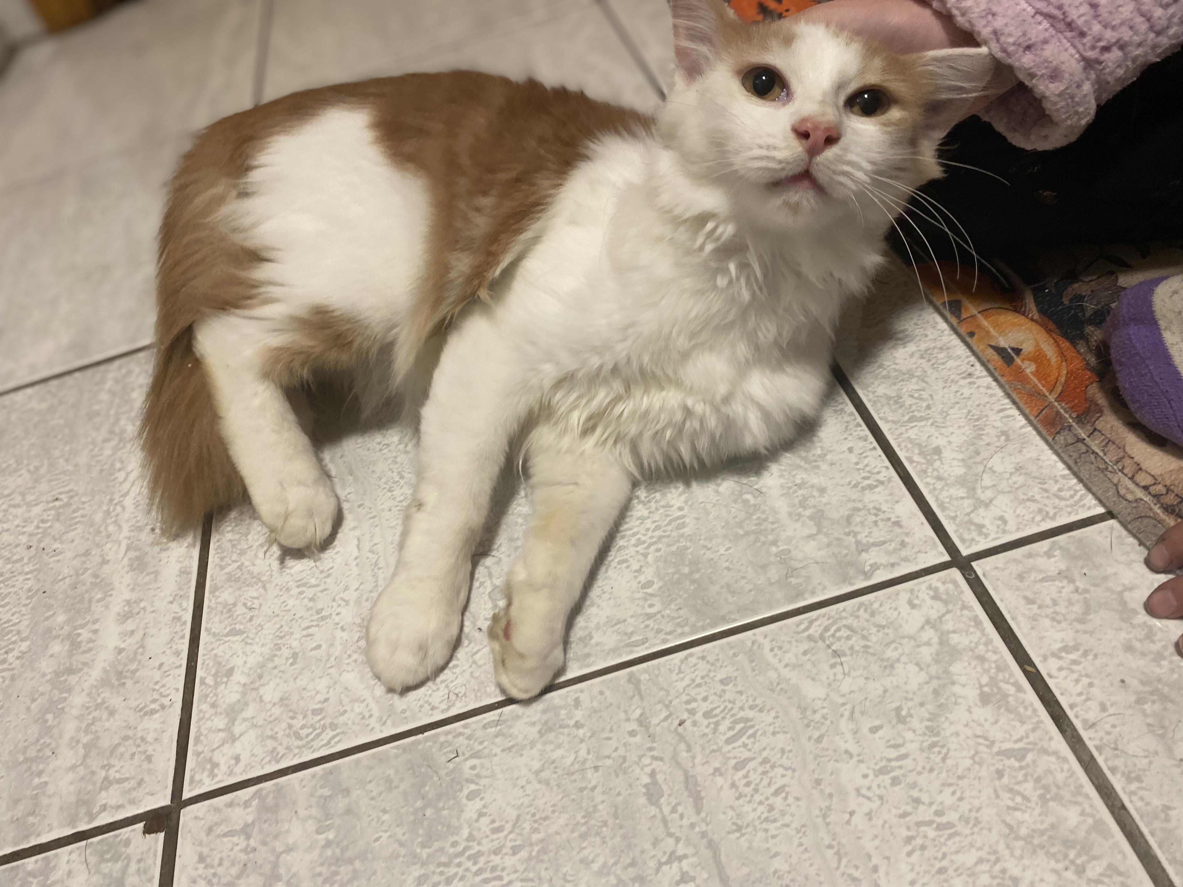 Enlarge Oliver, a Adoptable Domestic Medium Hair in Naperville, IL image 6/6