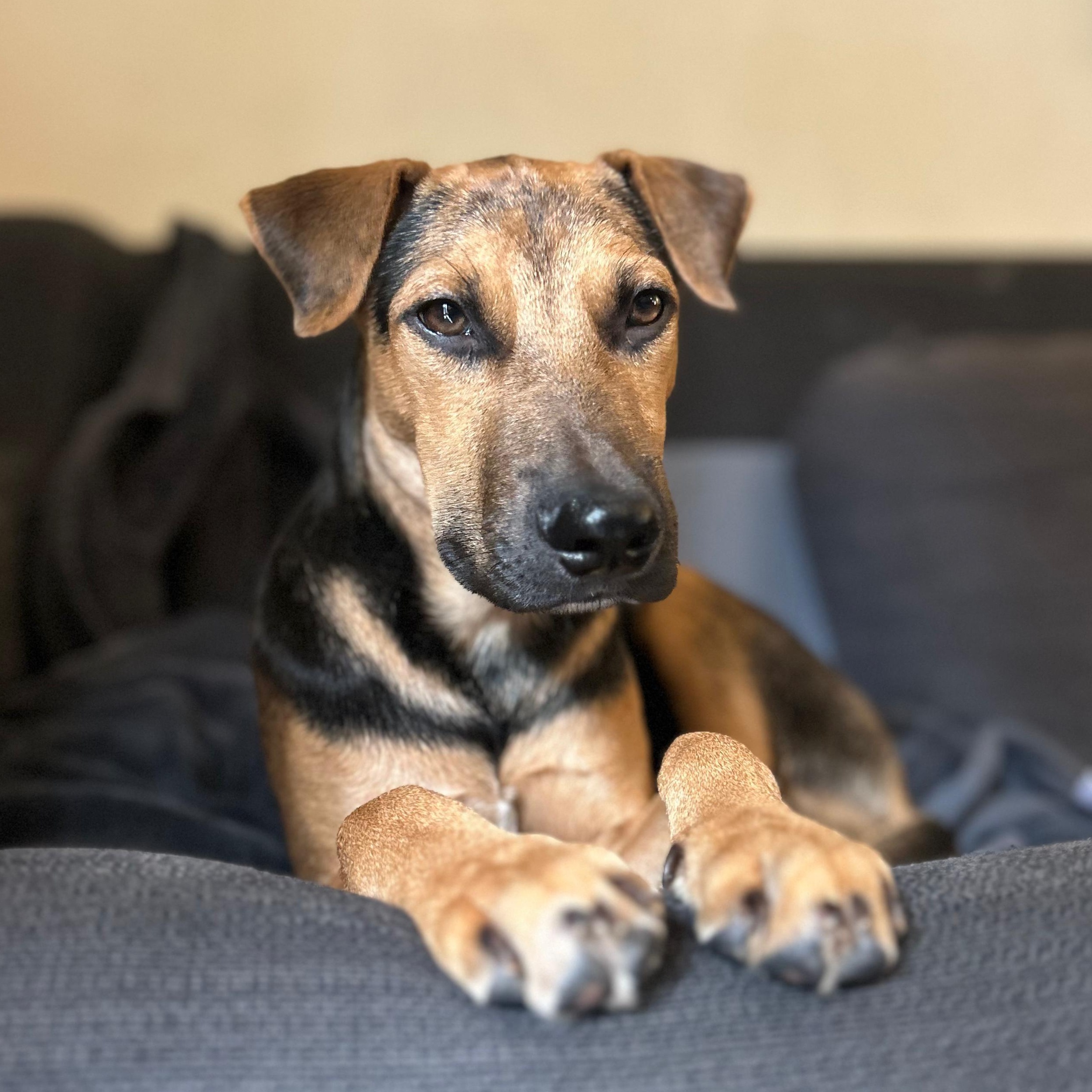 Enlarge Paco, a Adoptable mixed breed in Annapolis, MD image 3/6