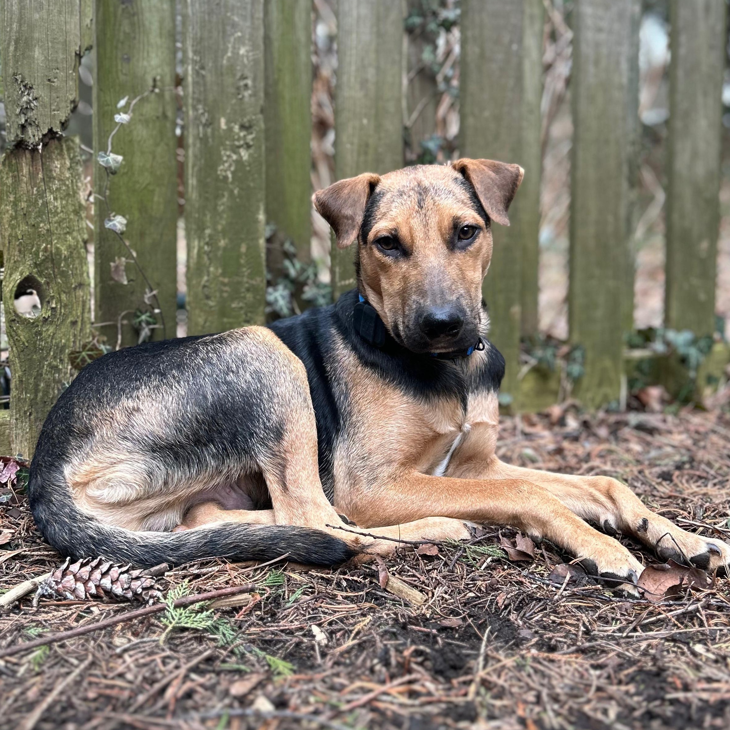 Enlarge Paco, a Adoptable mixed breed in Annapolis, MD image 4/6