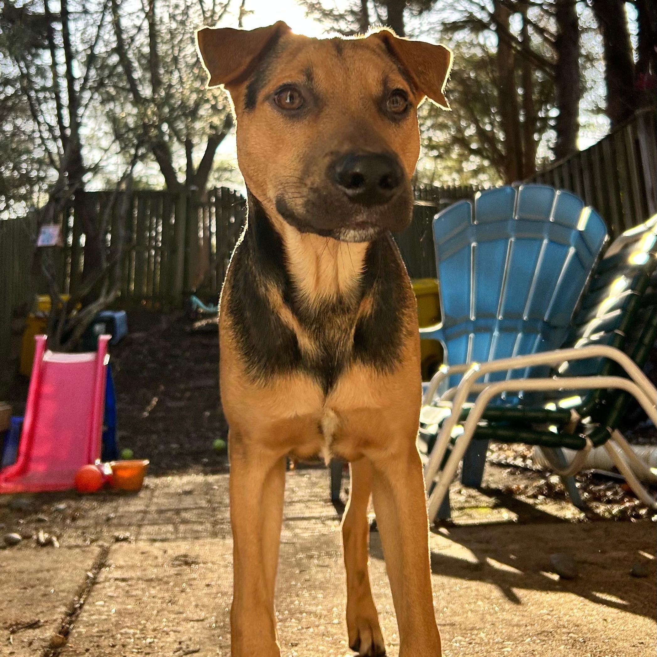 Paco, Adoptable, Puppy Male Shepherd.