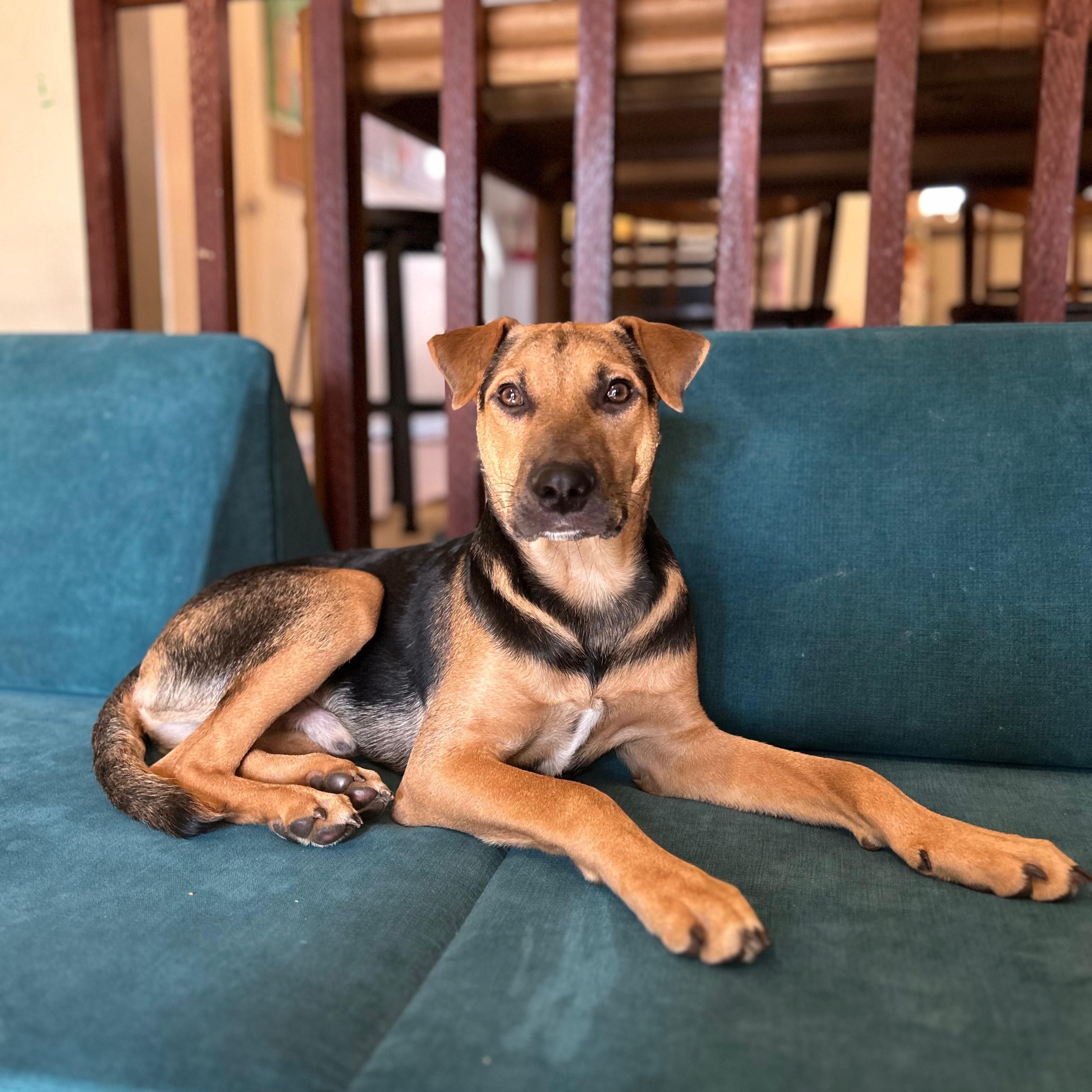 Enlarge Paco, a Adoptable mixed breed in Annapolis, MD image 6/6