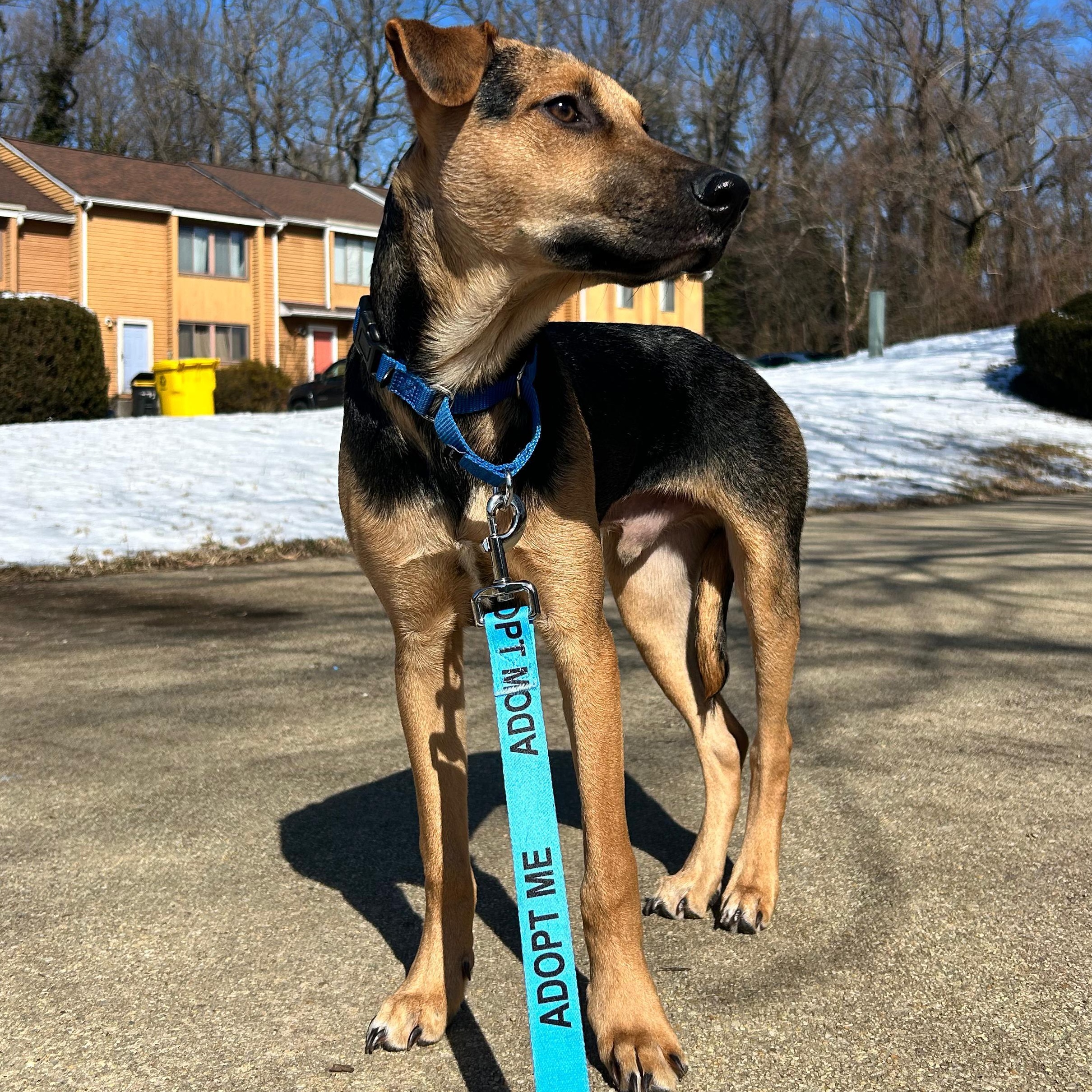 Enlarge Paco, a Adoptable mixed breed in Annapolis, MD image 5/6