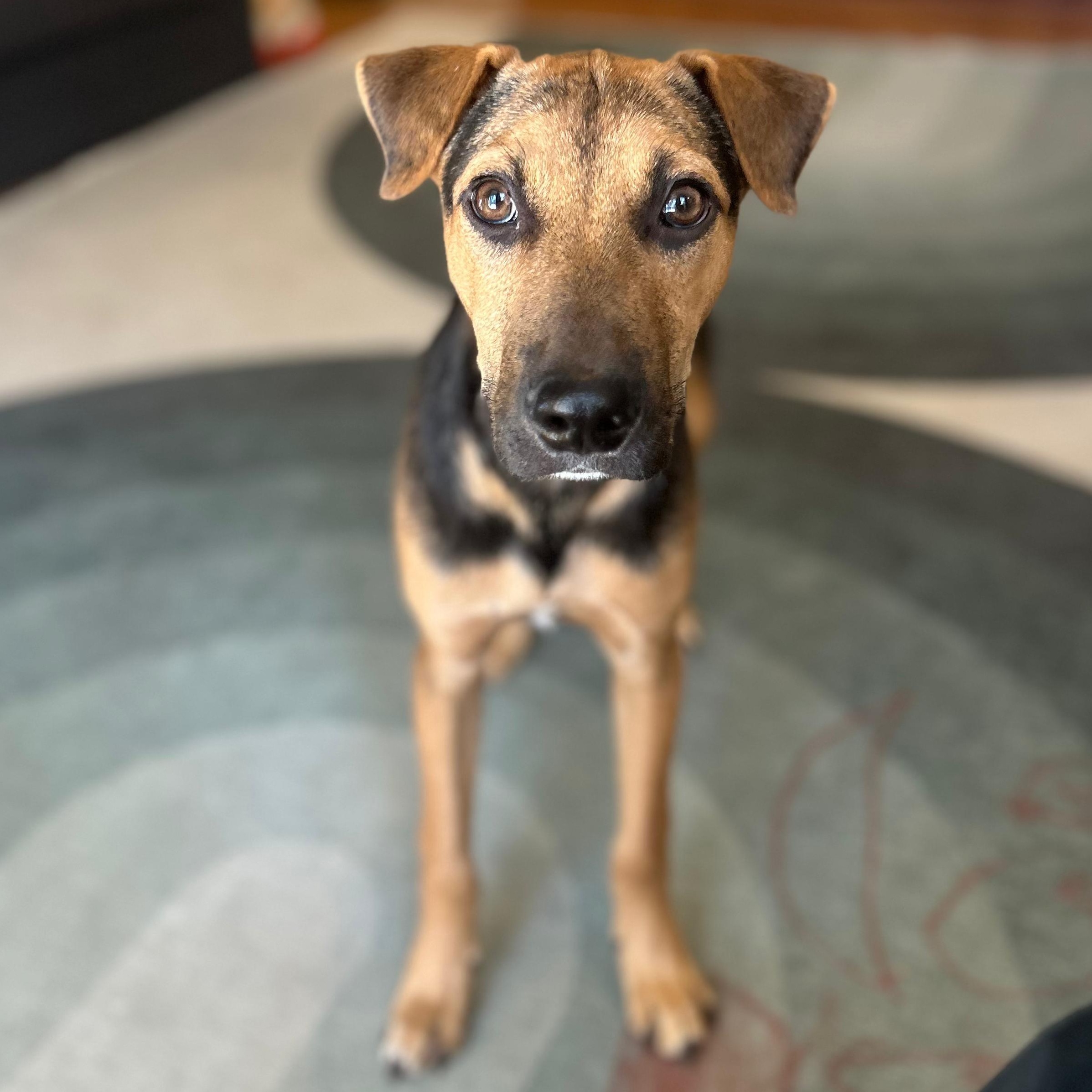 Enlarge Paco, a Adoptable mixed breed in Annapolis, MD image 2/6