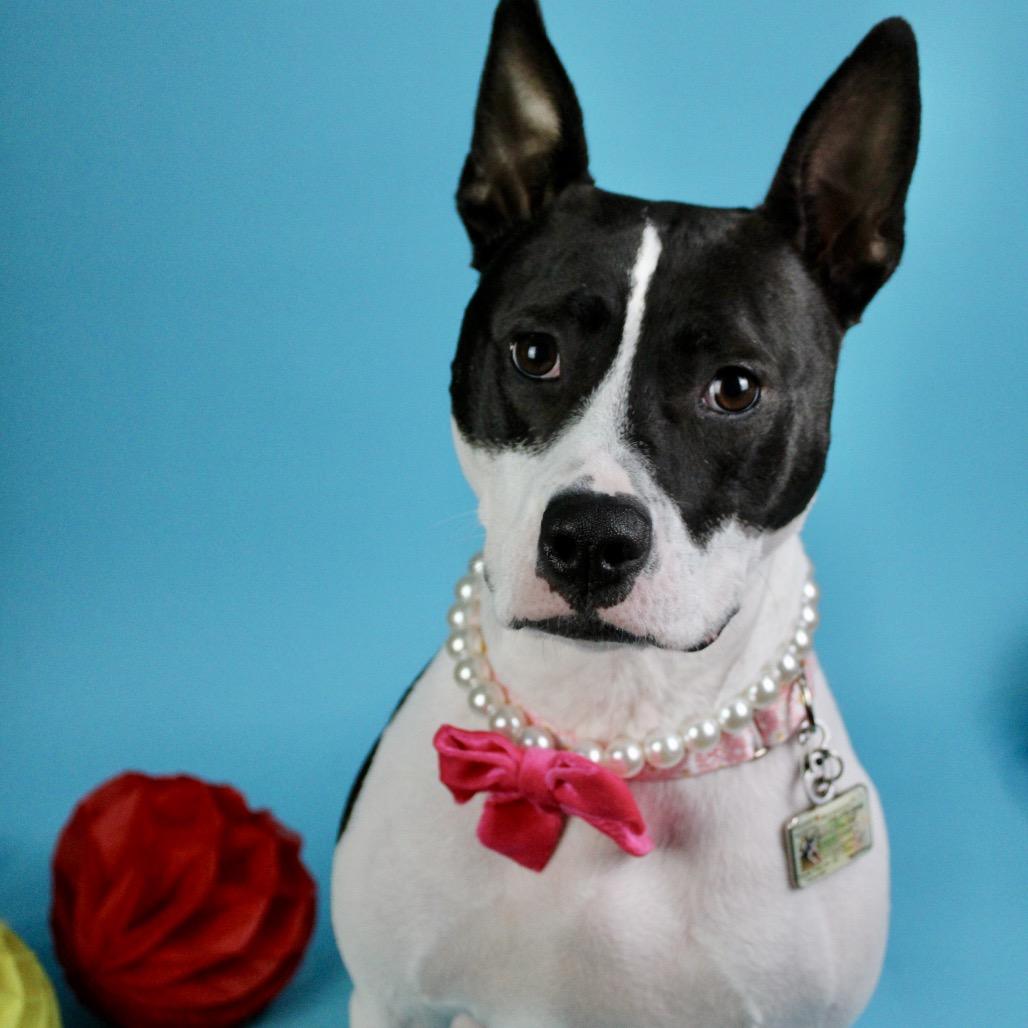Nova Jean, Adoptable, Adult Female Pit Bull Terrier & Boxer.