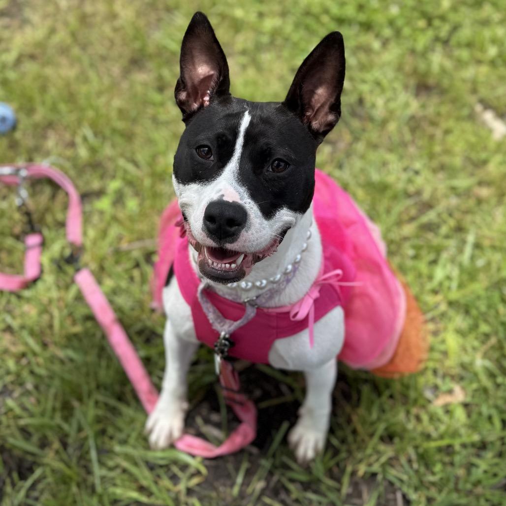 Enlarge Nova Jean, a Adoptable mixed breed in Austell, GA image 2/6