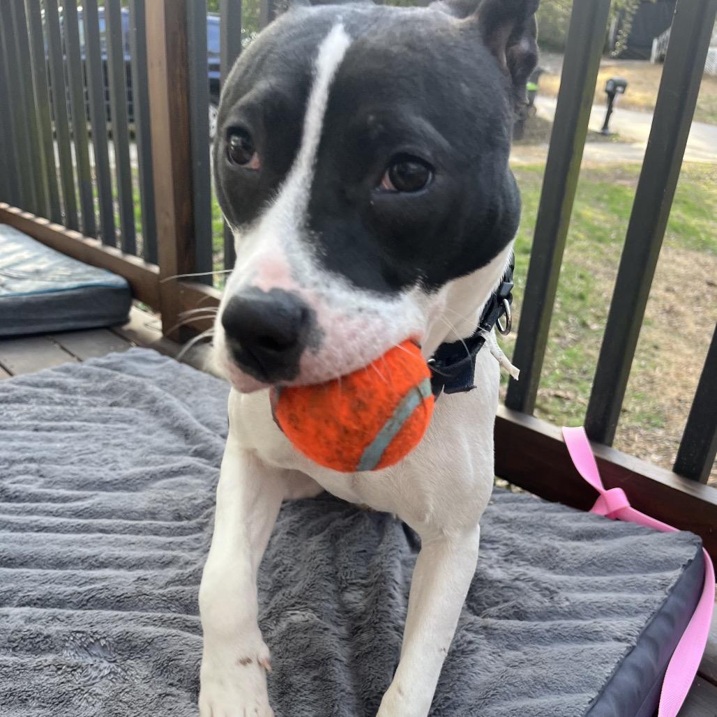 Enlarge Nova Jean, a Adoptable mixed breed in Austell, GA image 3/6