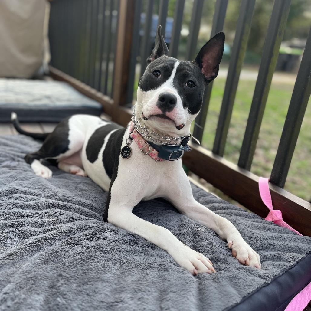 Enlarge Nova Jean, a Adoptable mixed breed in Austell, GA image 4/6