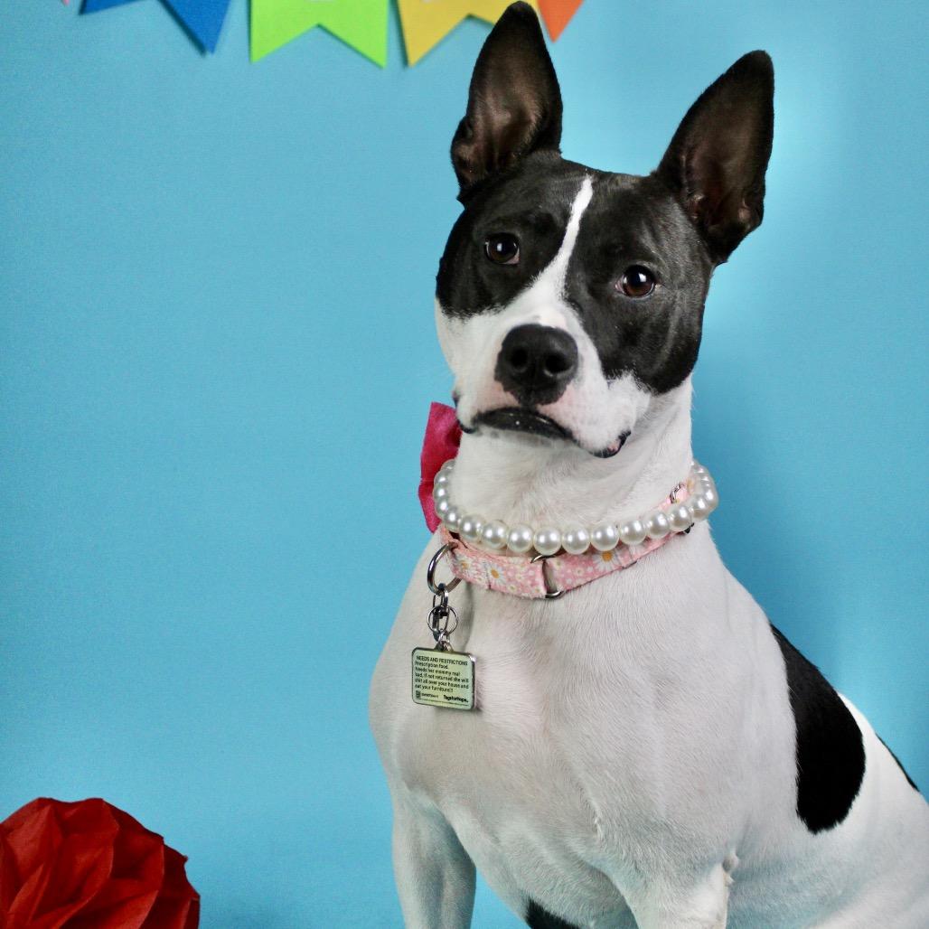 Enlarge Nova Jean, a Adoptable mixed breed in Austell, GA image 5/6