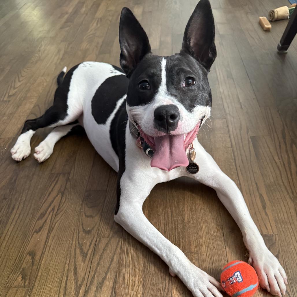 Enlarge Nova Jean, a Adoptable mixed breed in Austell, GA image 6/6