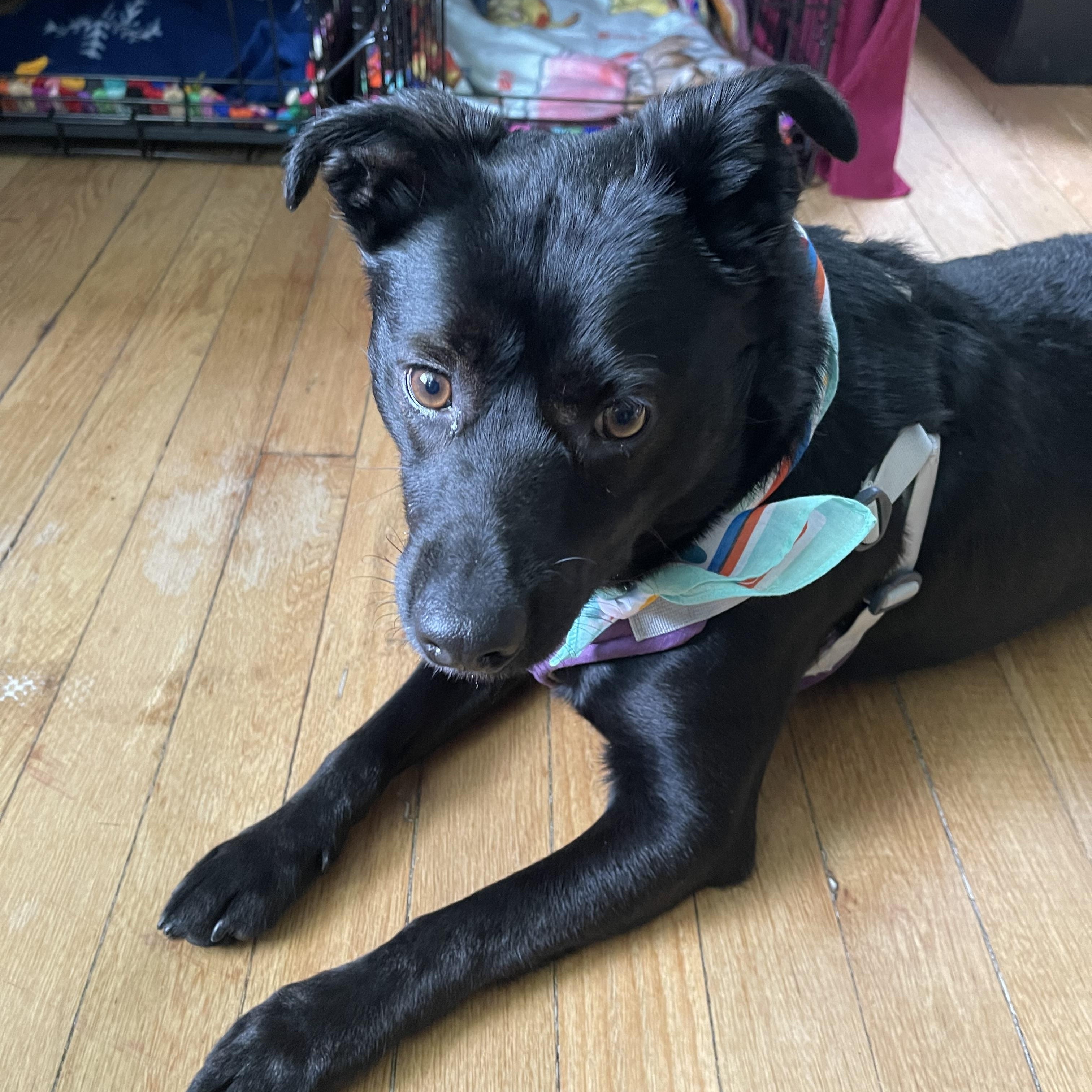 Nick, a Adoptable mixed breed in Junction City, KY image 1/3