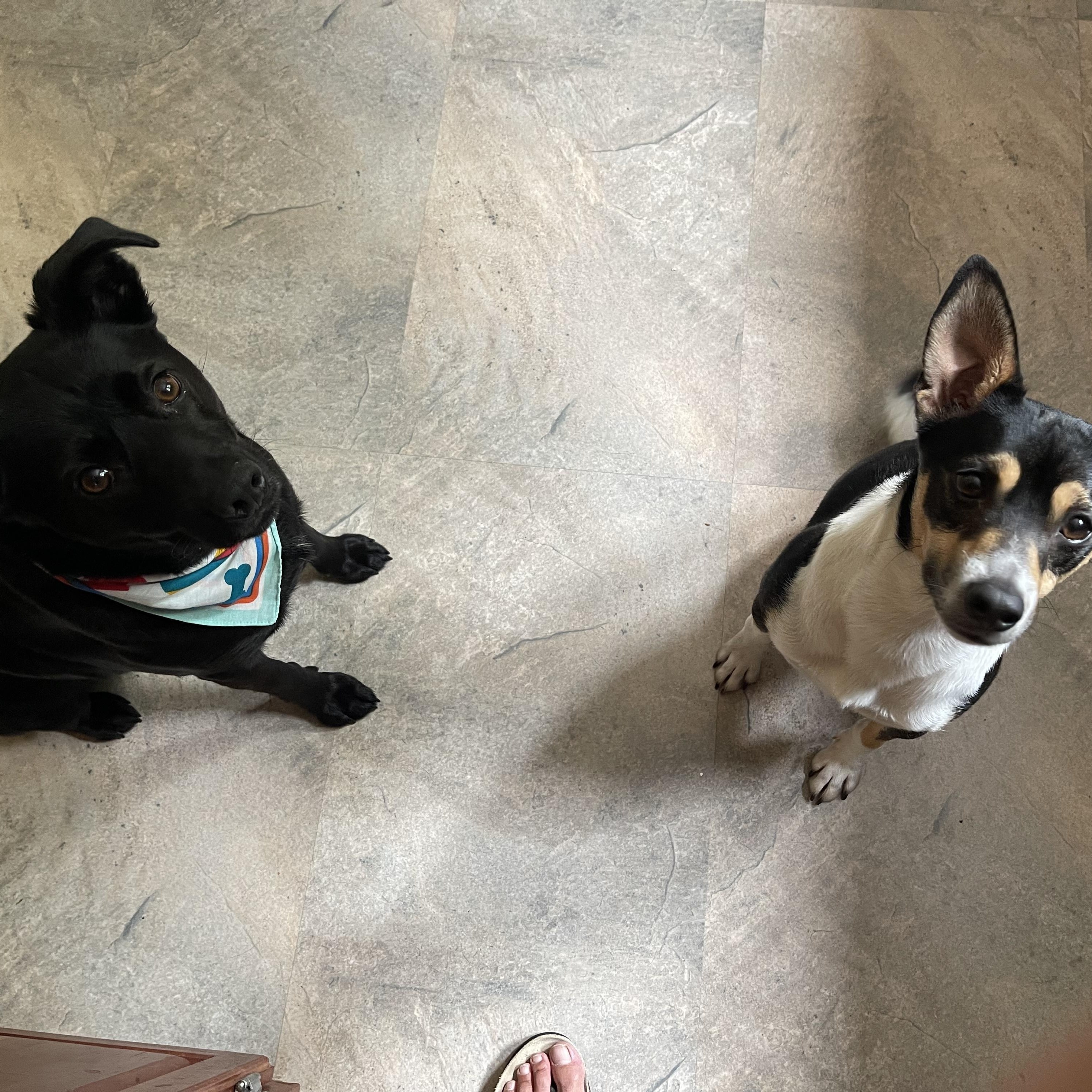 Nick, a Adoptable mixed breed in Junction City, KY image 2/3