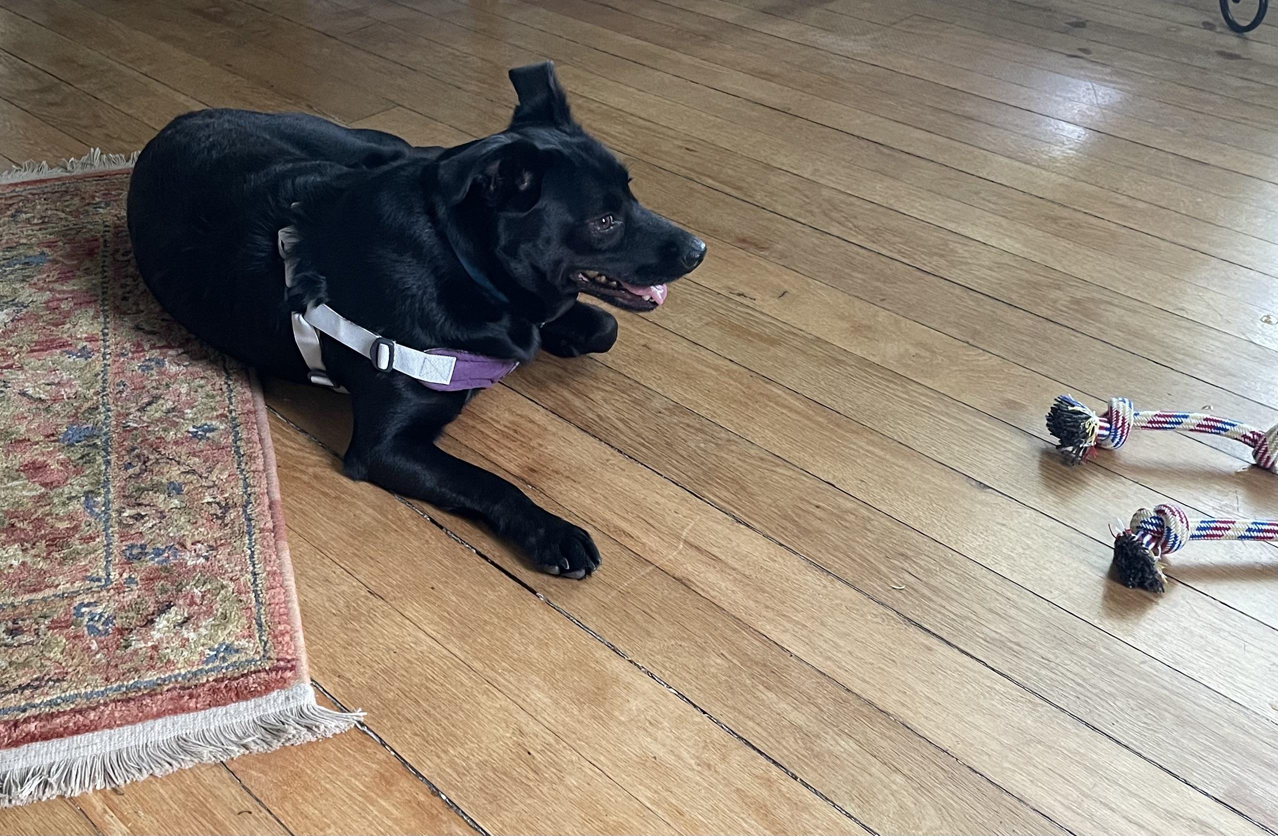 Nick, a Adoptable mixed breed in Junction City, KY image 3/3