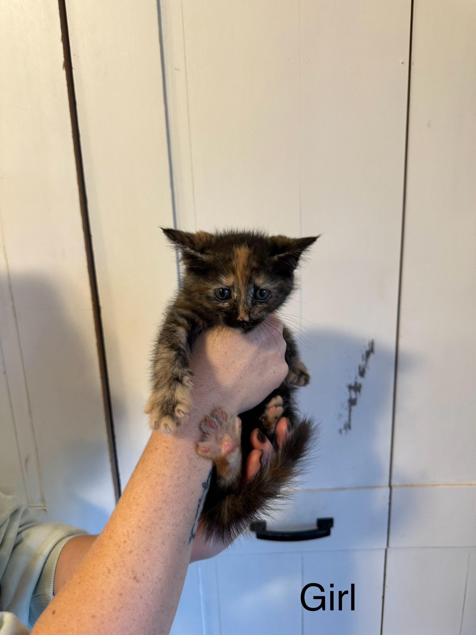 Lulu, Adopted, Adult Female Domestic Medium Hair.
