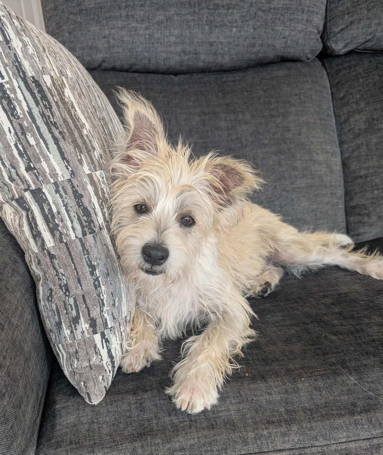 Enlarge Eddie , a ADOPTABLE mixed breed in Bradenton, FL image 3/5