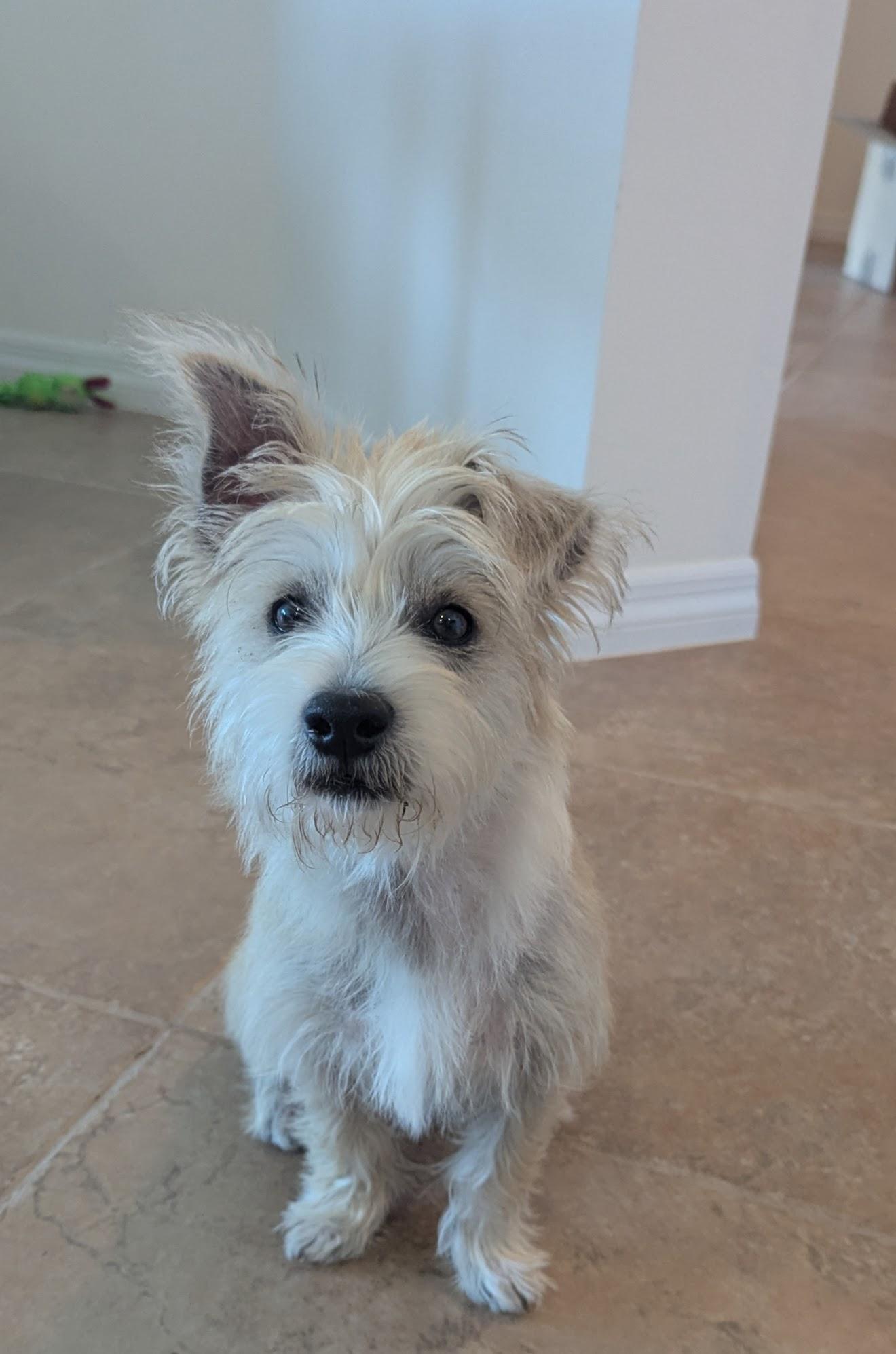 Enlarge Eddie , a ADOPTABLE mixed breed in Bradenton, FL image 2/5