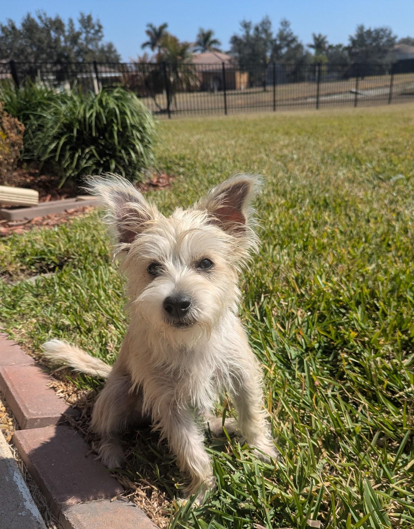 Enlarge Eddie , a ADOPTABLE mixed breed in Bradenton, FL image 5/5