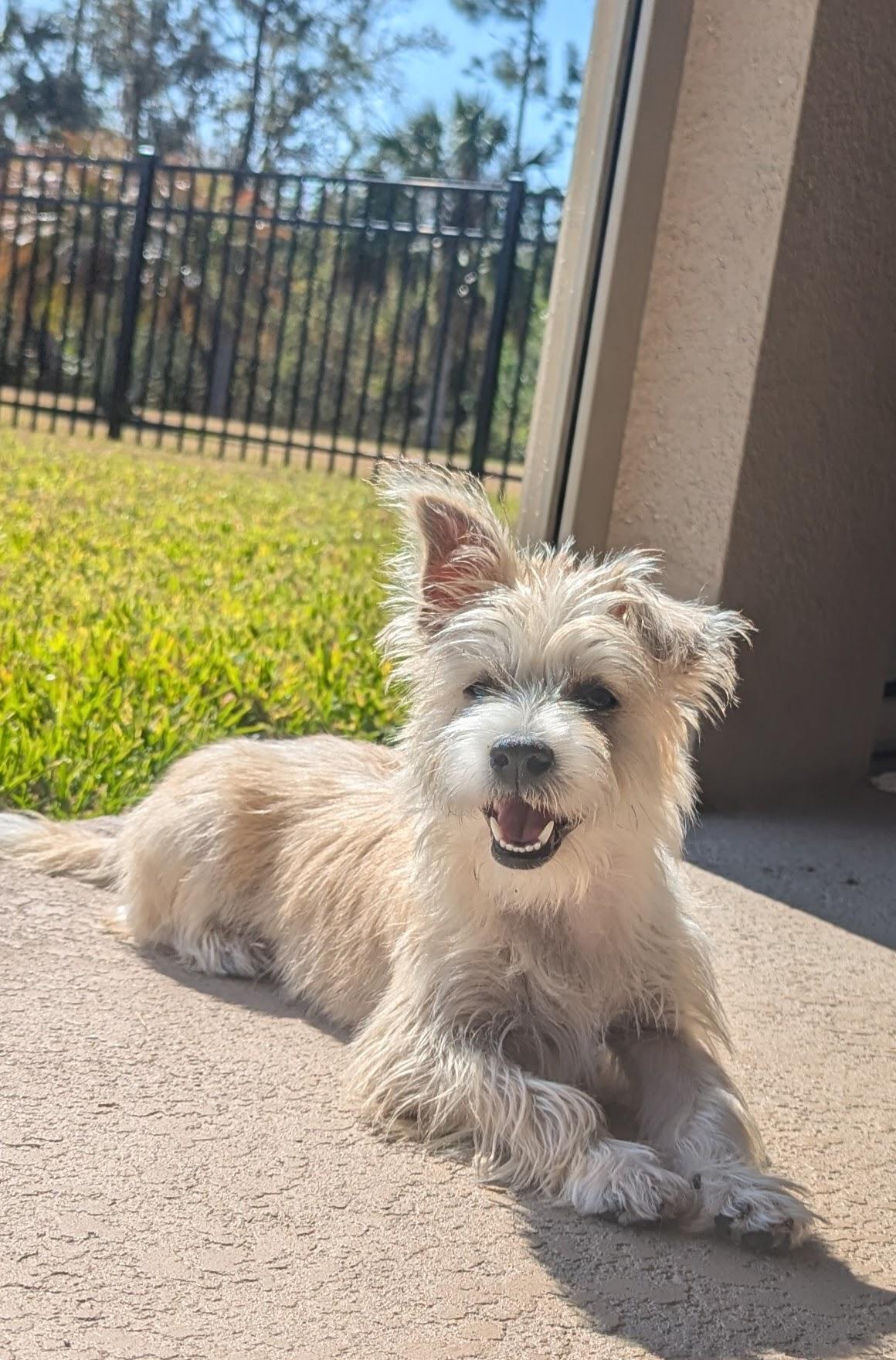 Enlarge Eddie , a ADOPTABLE mixed breed in Bradenton, FL image 4/5