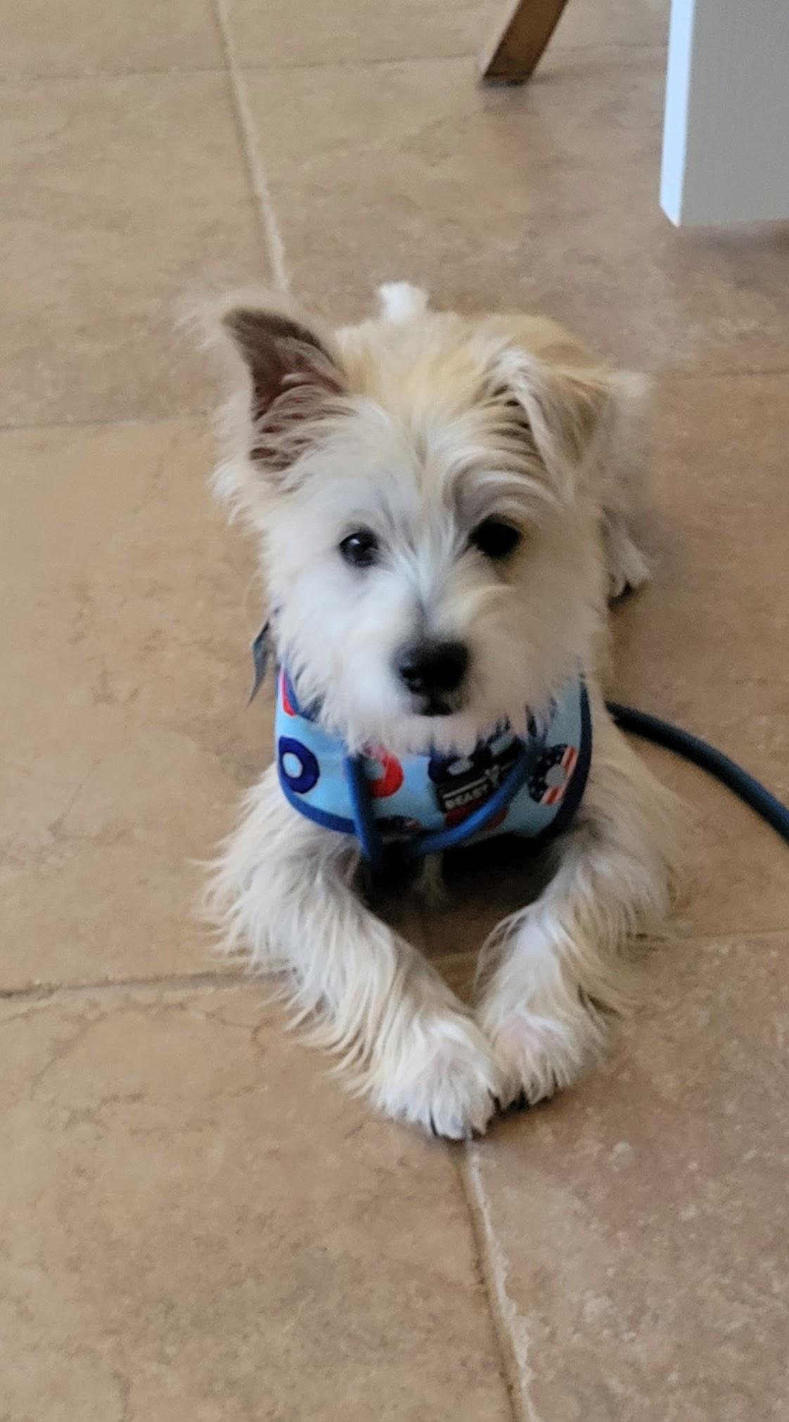 Eddie , ADOPTABLE, Puppy Male Terrier.