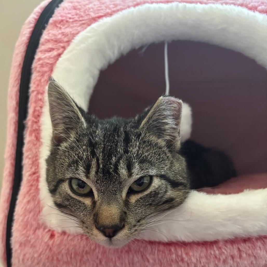 0326-07 Bonnie, a Adoptable Domestic Short Hair in Abingdon, MD image 1/3