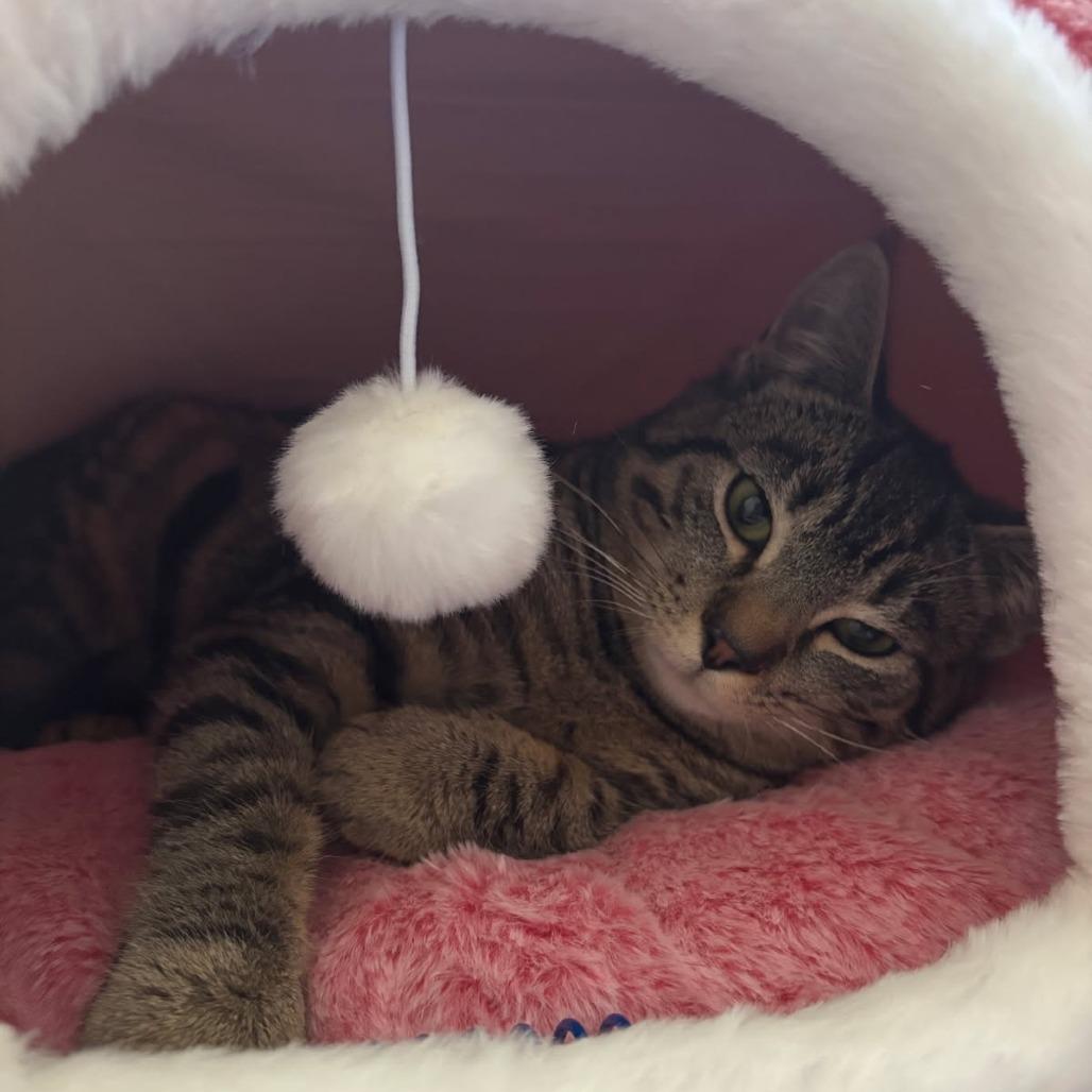 0326-07 Bonnie, a Adoptable Domestic Short Hair in Abingdon, MD image 3/3
