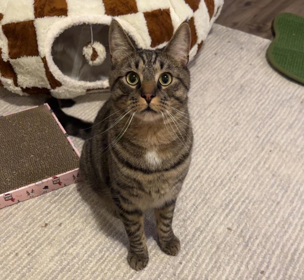 Enlarge Onyx & Tiger, an adopted mixed breed in Latham, NY image 2/5