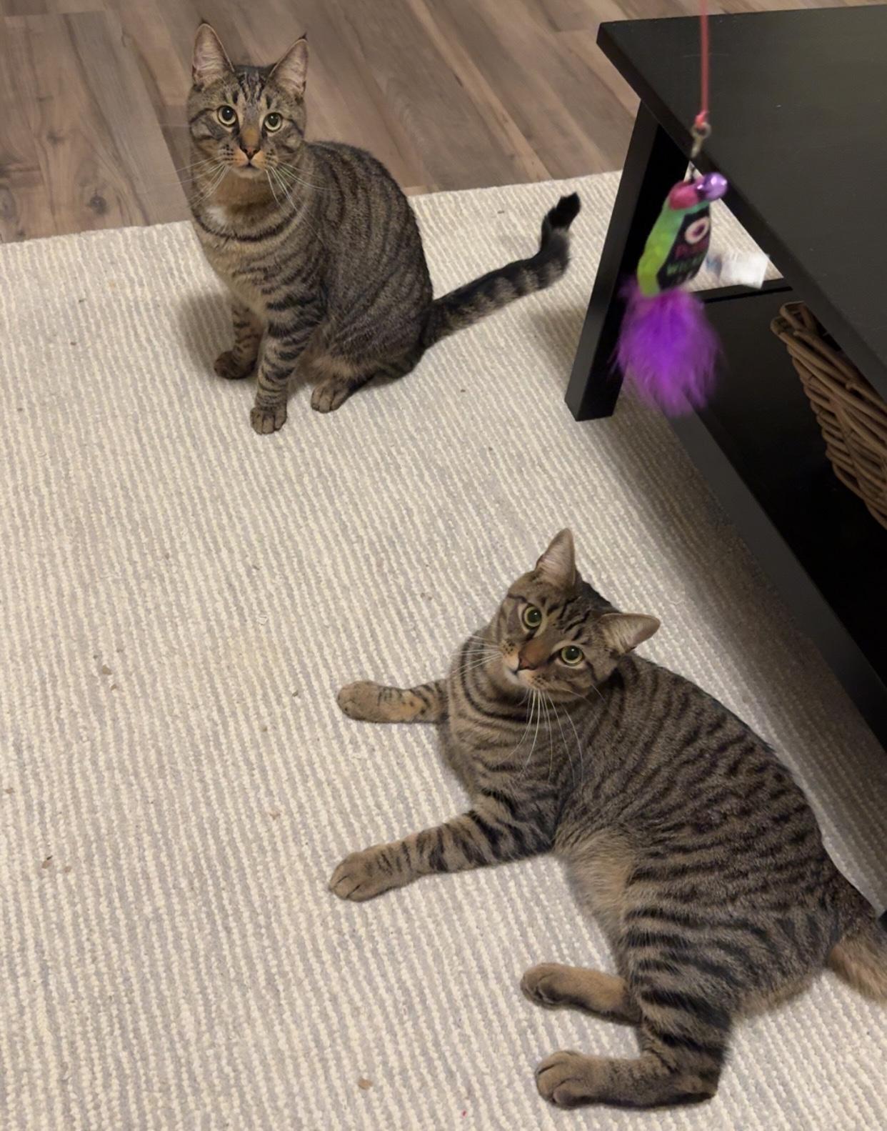 Enlarge Onyx & Tiger, an adopted mixed breed in Latham, NY image 5/5