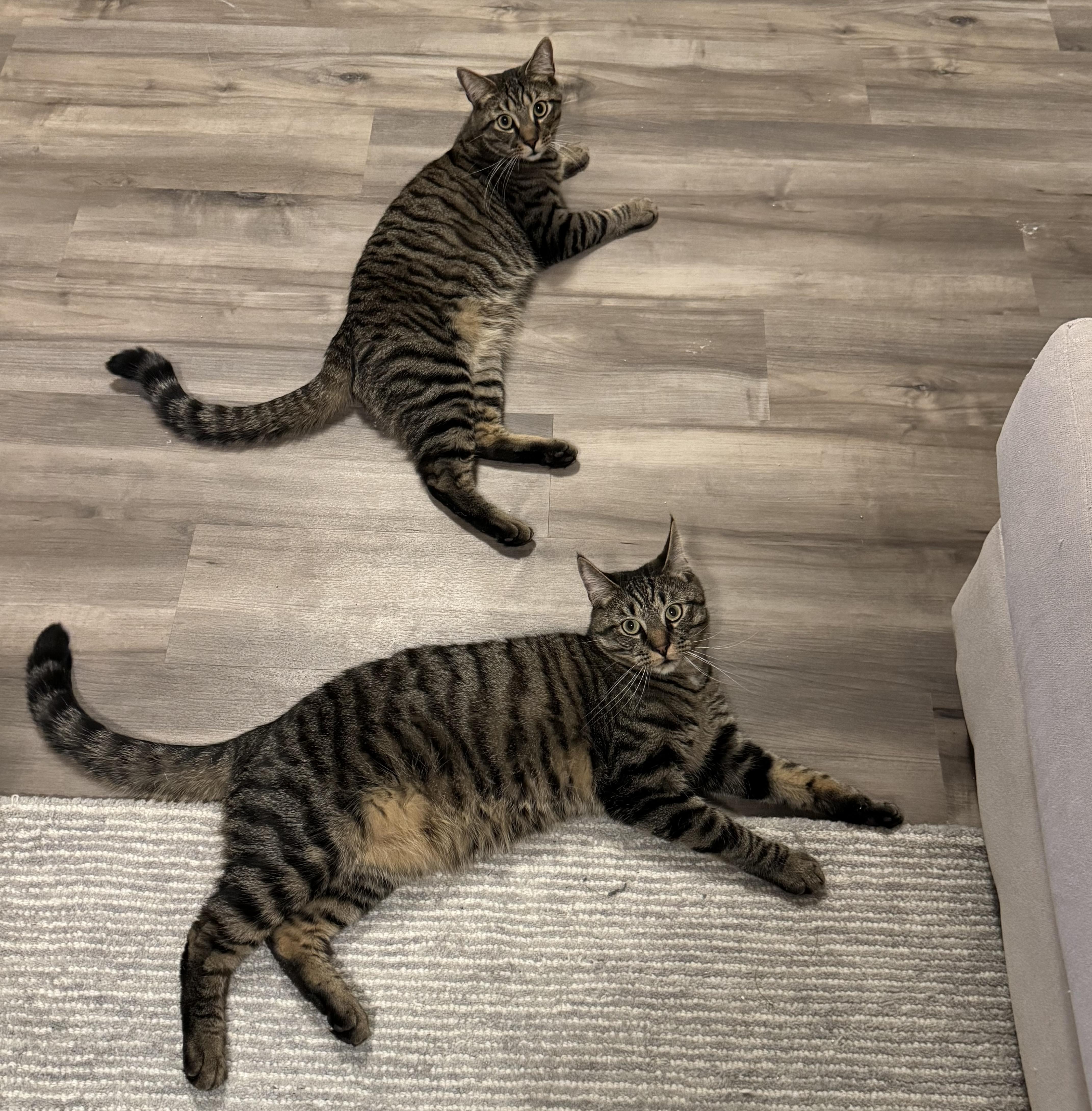 Enlarge Onyx & Tiger, an adopted mixed breed in Latham, NY image 4/5