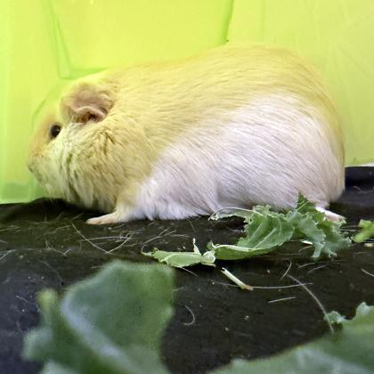 Sesame, Adoptable, Adult Male Guinea Pig & Guinea Pig.