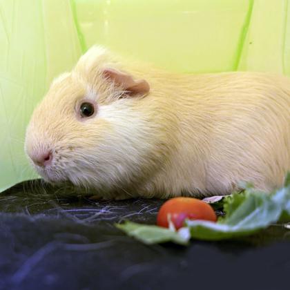 Enlarge Sesame, a Adoptable Guinea Pig in Voorhees, NJ image 2/3