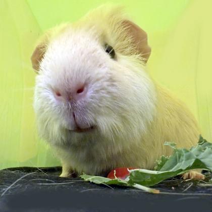 Enlarge Sesame, a Adoptable Guinea Pig in Voorhees, NJ image 3/3