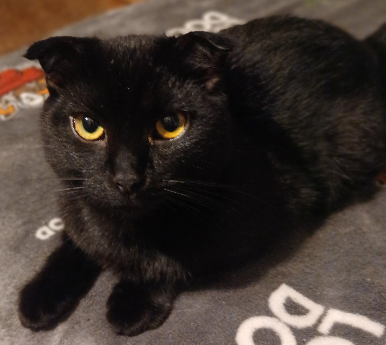 Enlarge Hagrid, a Adoptable Scottish Fold in Ceres, VA image 2/3