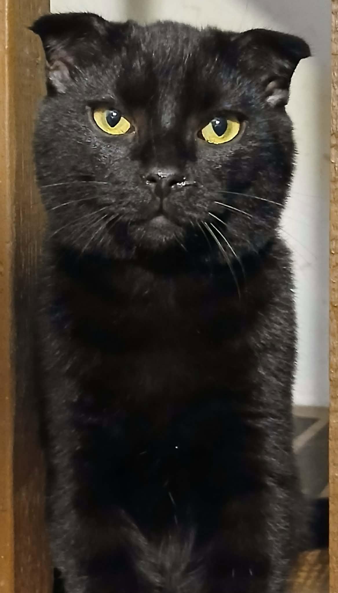 Enlarge Hagrid, a Adoptable Scottish Fold in Ceres, VA image 1/1