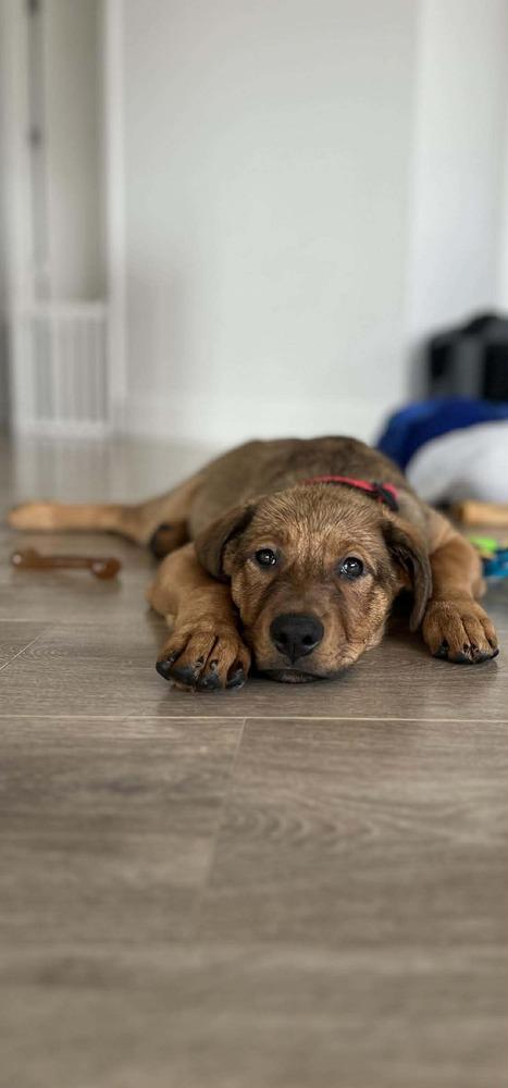 Liesl, Adoptable, Puppy Female Shepherd & Mixed Breed.