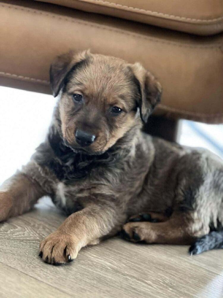 Liesl, a Adoptable mixed breed in Saugus, MA image 3/6