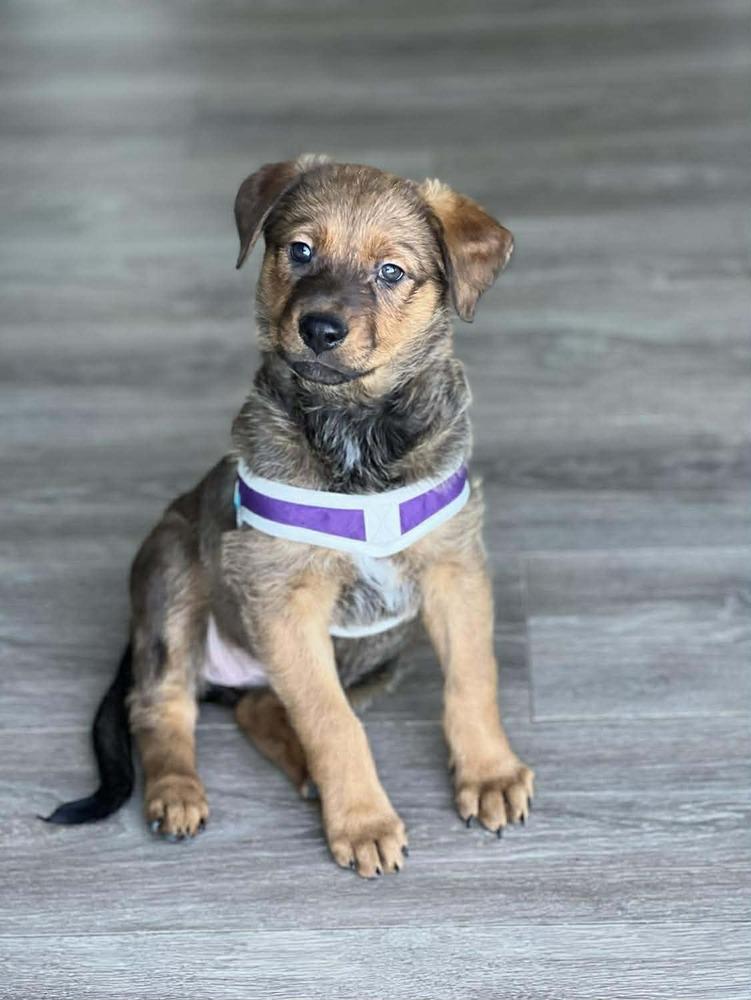 Liesl, a Adoptable mixed breed in Saugus, MA image 4/6