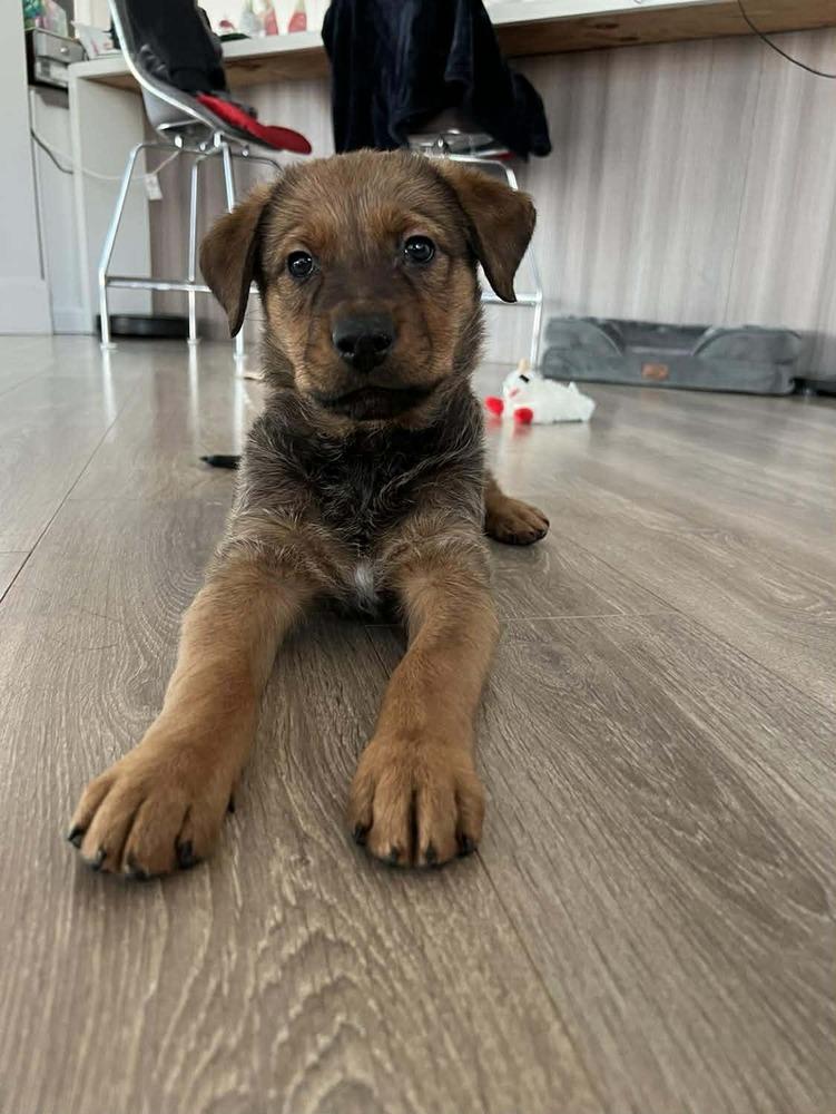 Liesl, a Adoptable mixed breed in Saugus, MA image 5/6