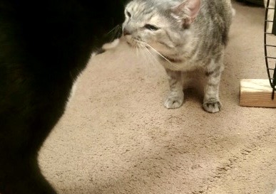 Bebe, a Adoptable mixed breed in Mission Viejo, CA image 2/5