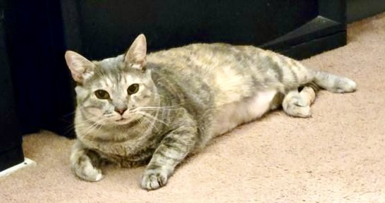 Bebe, a Adoptable mixed breed in Mission Viejo, CA image 3/5