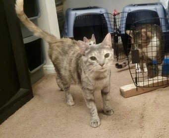 Bebe, a Adoptable mixed breed in Mission Viejo, CA image 4/5