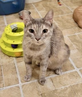 Bebe, a Adoptable mixed breed in Mission Viejo, CA image 5/5