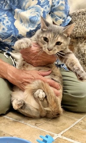 Bebe, a Adoptable mixed breed in Mission Viejo, CA image 1/5