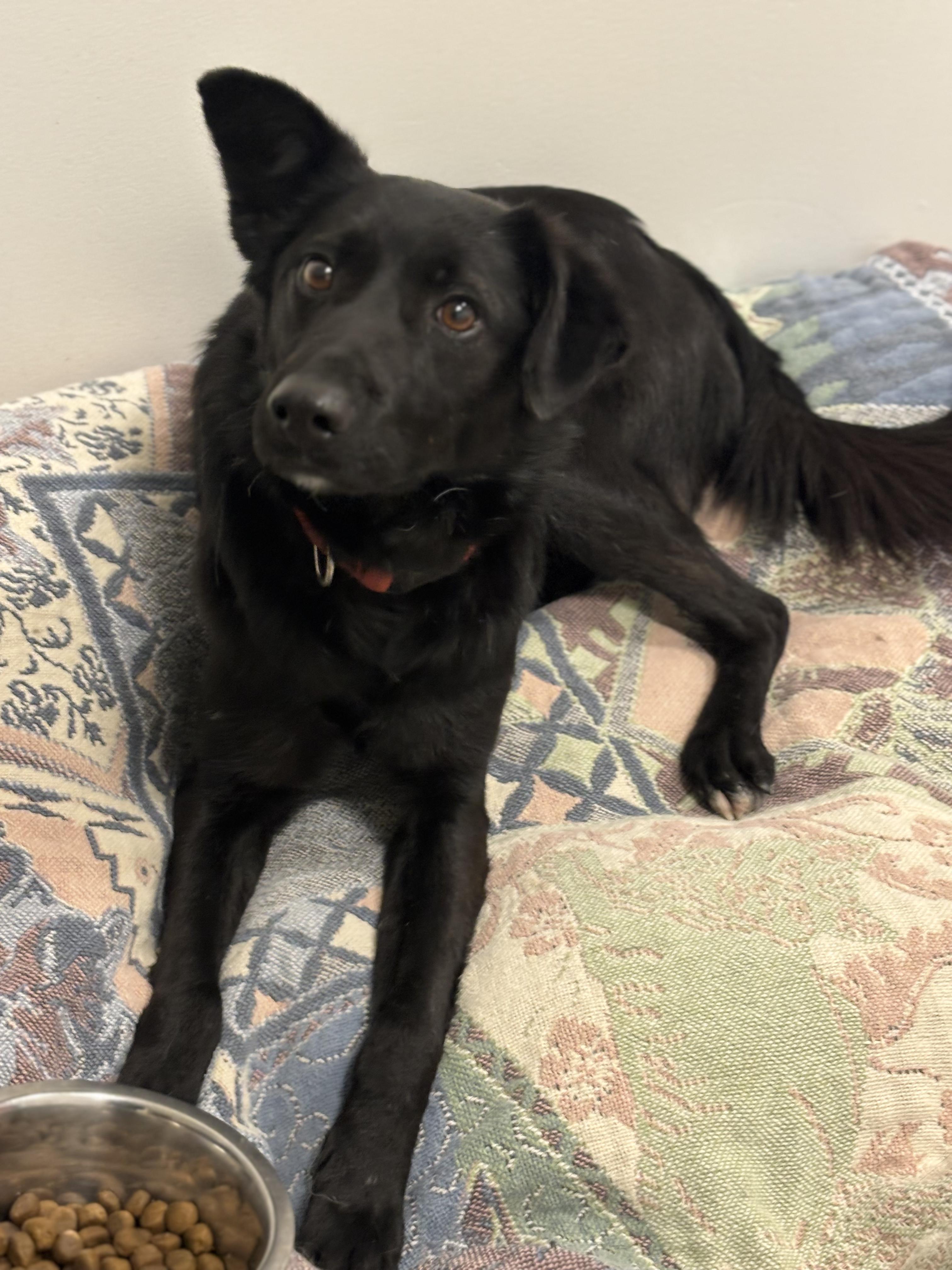 Enlarge Bowie, a ADOPTABLE mixed breed in North York, ON image 1/2